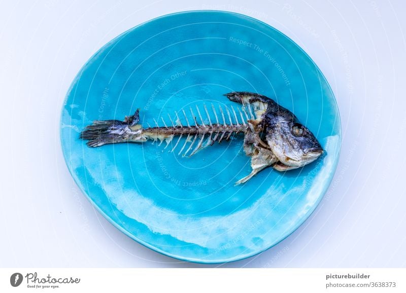 Fish skeleton Dorade Sea bream Skeleton Fishbones Fish head Tail fluke Fisheye Fishery Nutrition Ocean Death Dead animal Food Flake Close-up Animal Fish market