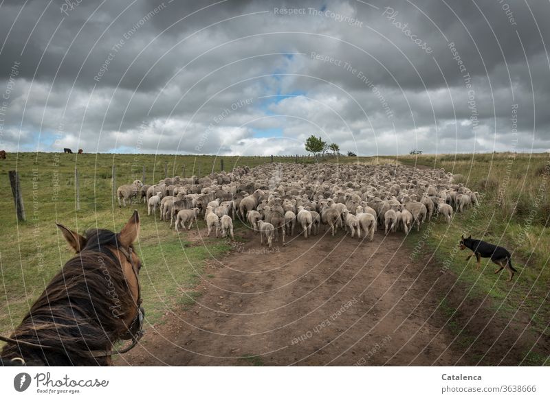 Rider and dog drive a flock of sheep Exterior shot Mane Horse Farm animal Animal off plants Nature Green Brown Grass Farm animal dog Sheep Flock Horizon Sky