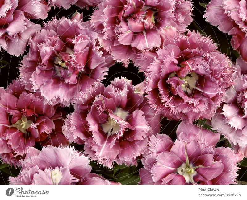 purple flowers bleed Plant Nature Close-up Deserted Blossoming Garden Violet