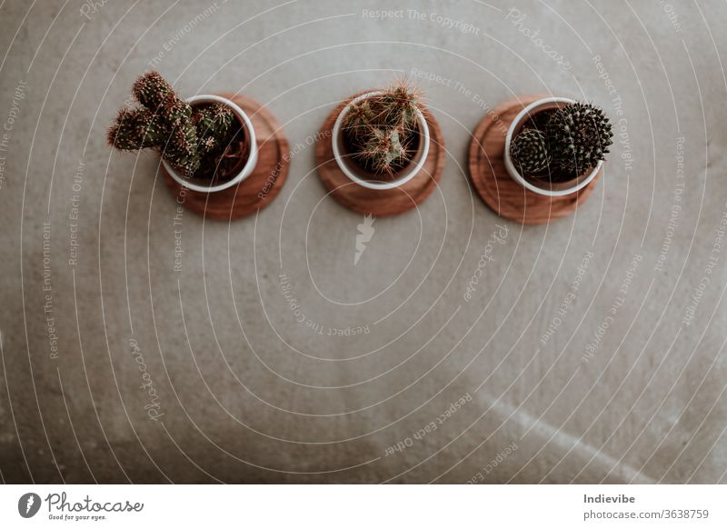 Three mini cactus in white ceramic pots on grey concrete table background green plant isolated flower nature thorn botany decoration flowerpot desert grow cacti