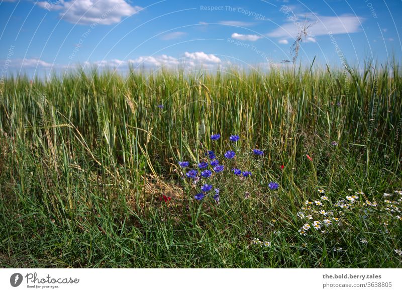 Cornfield/corn field with cornflowers and daisies with blue sky with clouds Grain field Margarites Blue sky Field Agriculture Summer Nature Agricultural crop