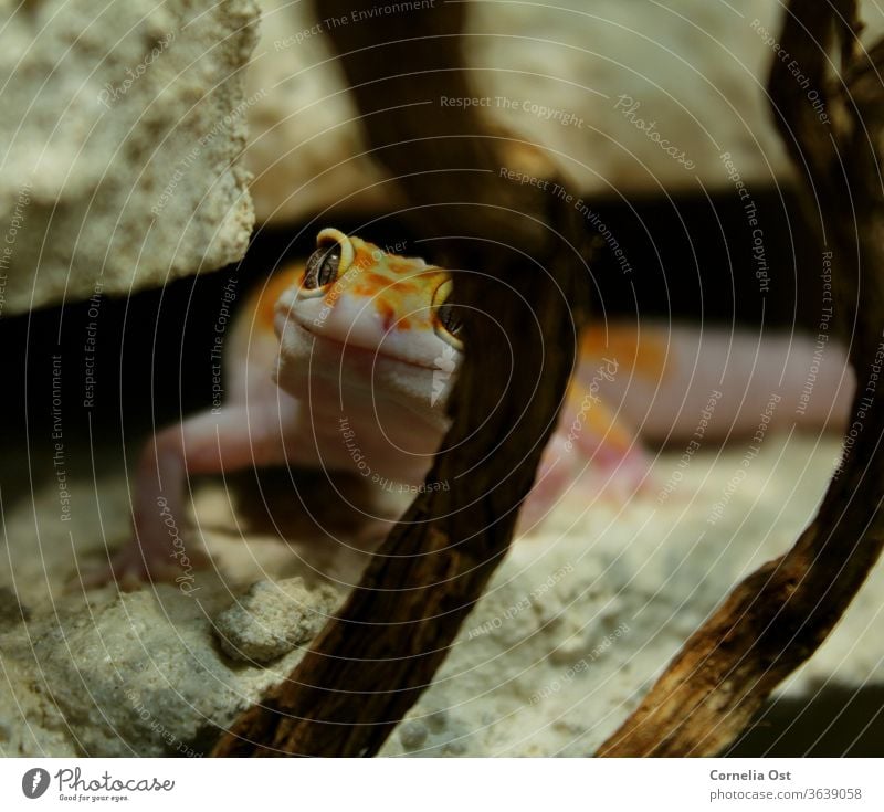 The small leopard gecko looks curiously through his terrarium and waits for feeding Leopard gecko Gecko Animal Reptiles Colour photo Animal portrait Exotic