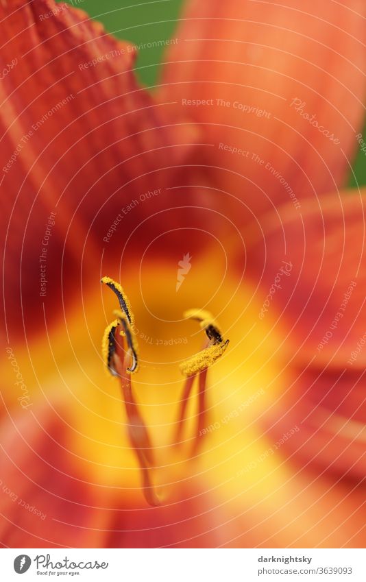 Yellow orange daylily Hemerocallis hybrids close up Daylily Daylilies (Hemerocallis) Lily already Pistil Nature Blossom leave Macro (Extreme close-up) flowers