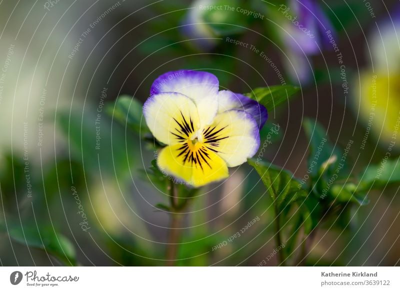 Purple and Yellow Viola Closeup viola pansy pansies Flower purple white yellow Green Nature Bloom Blooming Blossom bunch Plant Flora Floral leaf leaves Garden