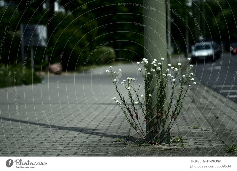 Between grey concrete stones, nestled against a shadow casting iron light pole in a matt green beside the road, a robust wild plant powerfully pushes itself into the light and the bright glow of its small, white flowers says it all