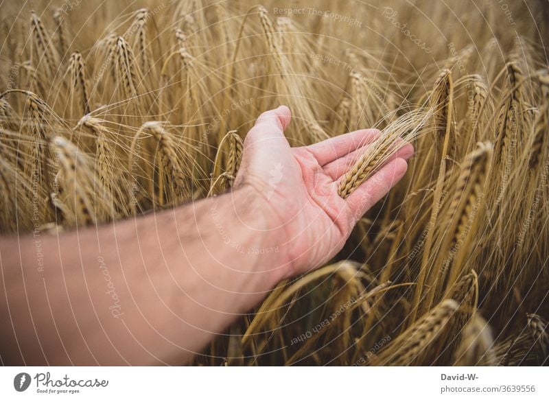 Hand driving through a cornfield by hand Grain Field Grain field Harvest harvest season Growth peasants Agriculture country agriculturally Farmer Summer Nature