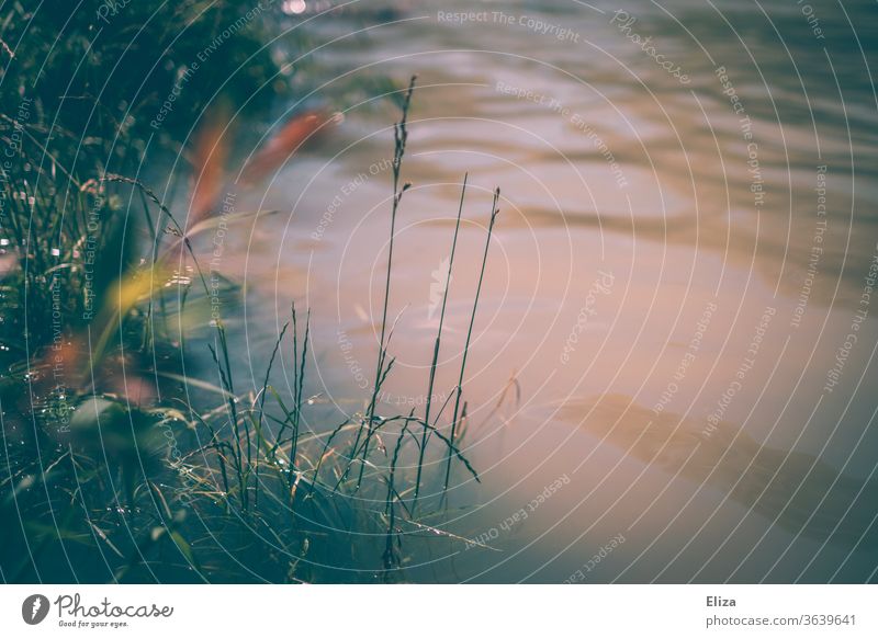 Grasses on the bank of a river with turbid water grasses Lake River Dreary Brown green Nature already ponds Water Waves atmospheric Deserted edge Environment