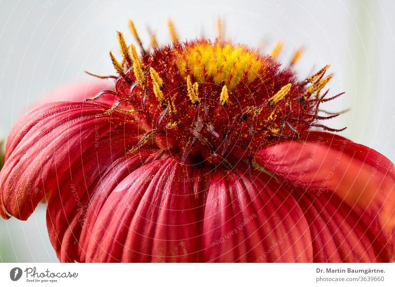 Gaillardia is a genus of North American wildflowers in the sunflower family commonly known as blanketflowers (Cerman Kokardenblumen).  It  made its way to Europe and Australia. This is Gaillardia x grandiflora Burgunder