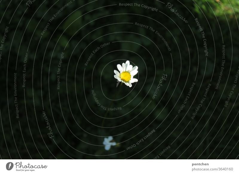 A daisy in a meadow from above . Shadows and light Marguerite Light flowers Plant blossom Meadow Garden green Yellow wild flower Nature Summer spring