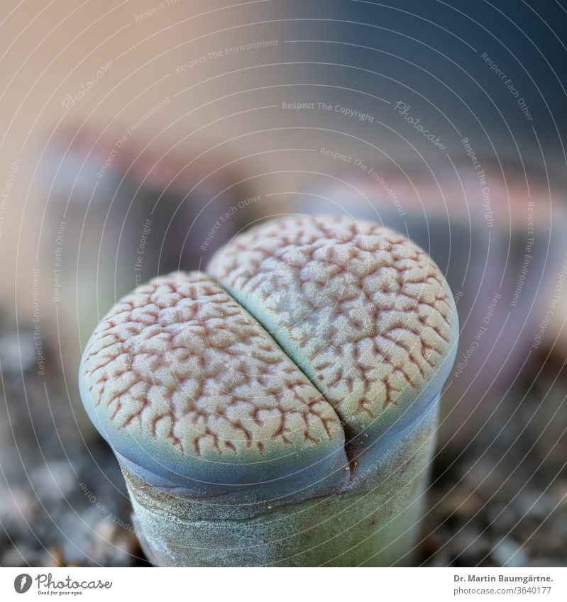 Lithops sp. from South Africa living stone plant pebble plant succulent leaves southern Mesembryanthemaceae Aizoaceae