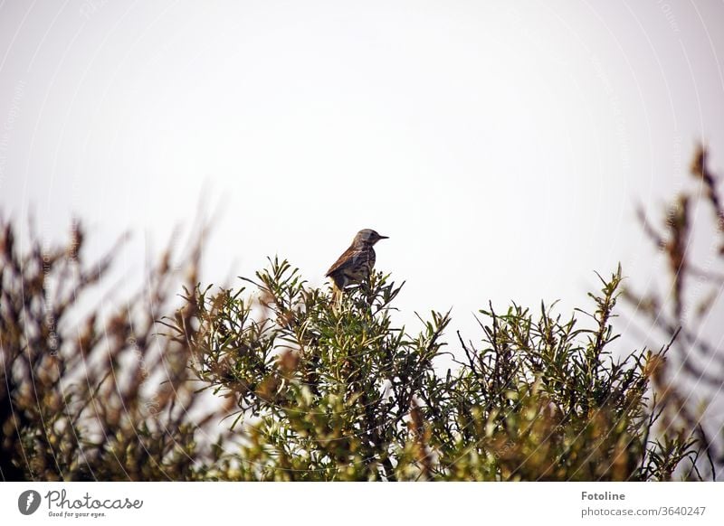 The thrush sits on a sea buckthorn bush and looks curiously towards the sea. What are those crazy seagulls doing again? birds Throstle Animal Nature