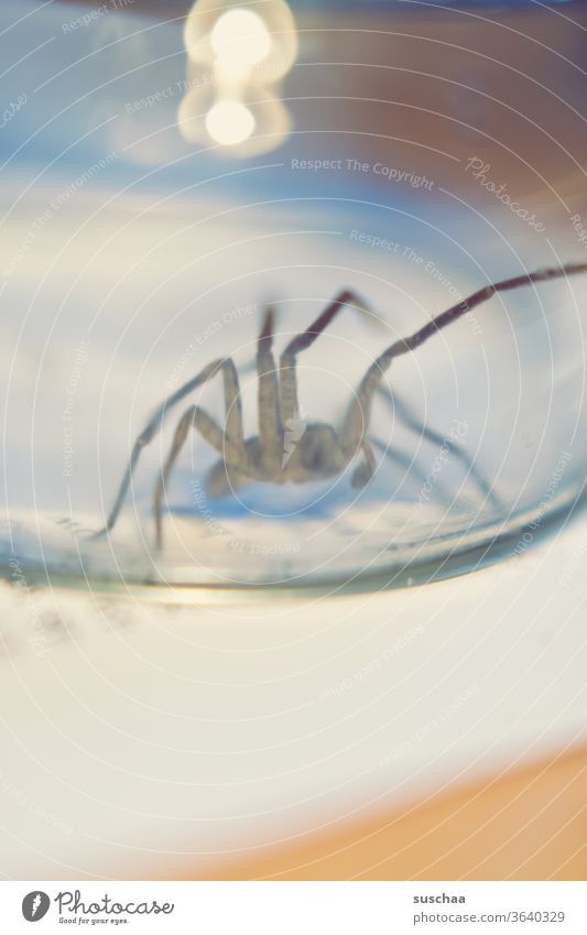 spider under a glass Animal Macro (Extreme close-up) Cruel To feed Useful Bite disgusting terrible awesome House angle spider Transparent Crawl Threat Captured