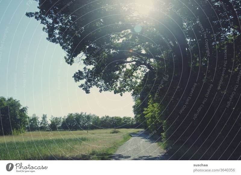 Field path with meadow and tree off the beaten track Nature Landscape Meadow bushes Summer spring Fresh Sky Back-light Aperture spots Sunlight ocular system