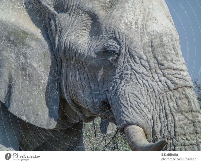 The old elephant is alone in the Etosha pan. I wonder what he's been through... Namibia Africa Elephant National Park Animal Old way Wild animal Nature Savannah