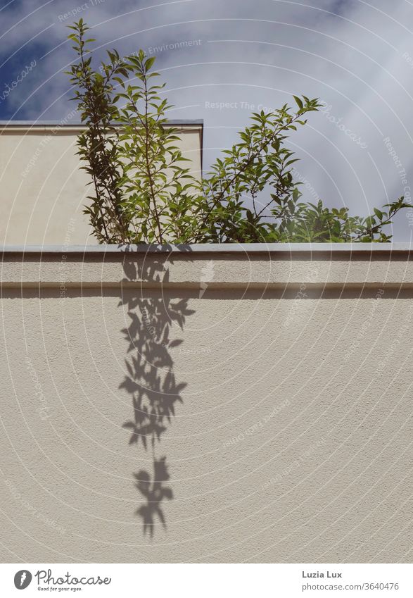 Balcony with green and shade in bright sunlight Part of the plant Plant Shadow Sunlight Blue sky Clouds Summer Town Facade Wall (barrier) Deserted Sky