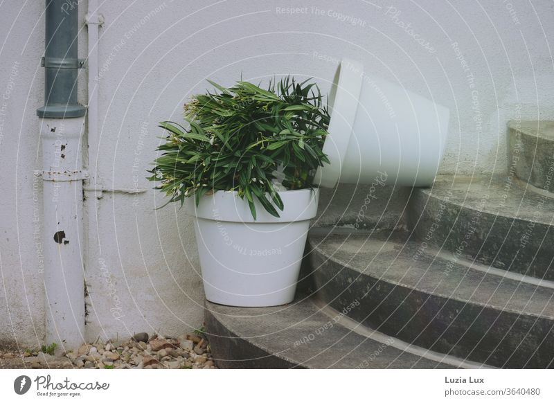 Two small oleander trees in white pots on a round staircase - one of them has fallen over and is lying half on top of the other Oleander White Stairs Round