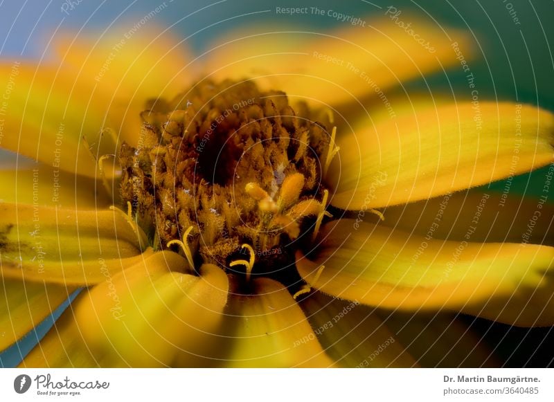 Zinnia hybrid, yellow strain cultivar flower seleccion detail flowerhead Compositae Asteraceae