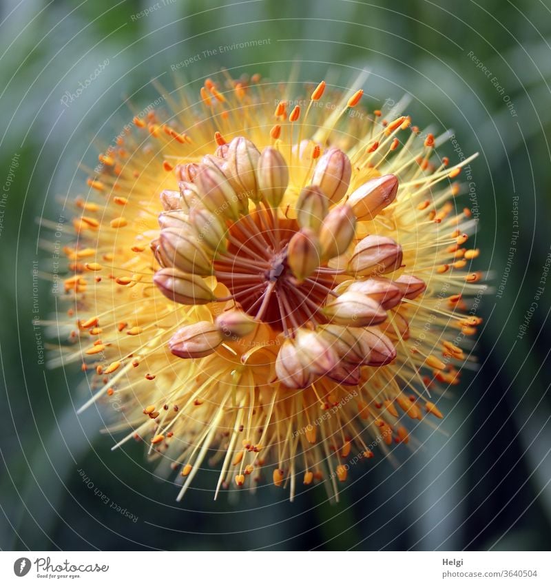 Bird's eye view of the flower of a steppe candle Foxtail lily desert tail lily tail Cleopatra needle flowers bleed Affodillin Ornamental plant Park Garden Plant