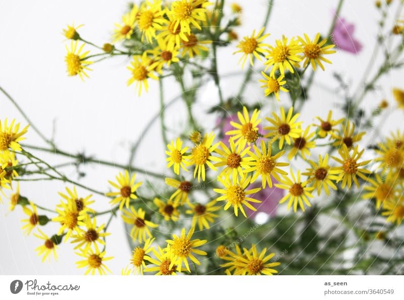 Geiskraut flowers Yellow Small star-shaped bleed Nature Plant green Macro (Extreme close-up) Colour photo Close-up Day Detail Blur Shallow depth of field