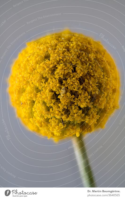 Flowering Craspedia from Australia genus flowering plant flowerhead yellow daisy family billy button woollyhead native to Australia Asteraceae Compositae