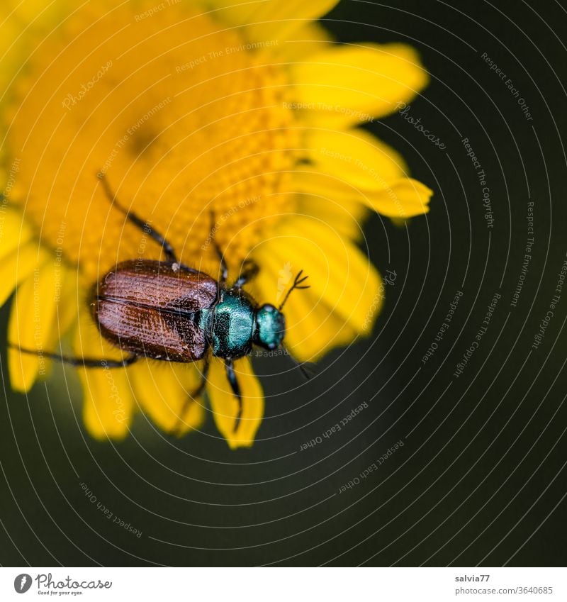 shiny beetle crawling on yellow flower Blossom Dyer's camomile Beetle Insect Animal Nature Flower Yellow Plant Crawl Macro (Extreme close-up) Summer