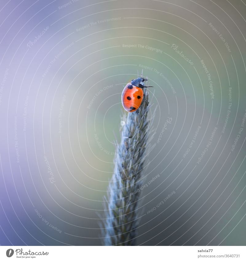 at the very top Ladybird luck Nature Above Beetle Crawl Insect Macro (Extreme close-up) Seven-spot ladybird Deserted Grass blossom Neutral Background