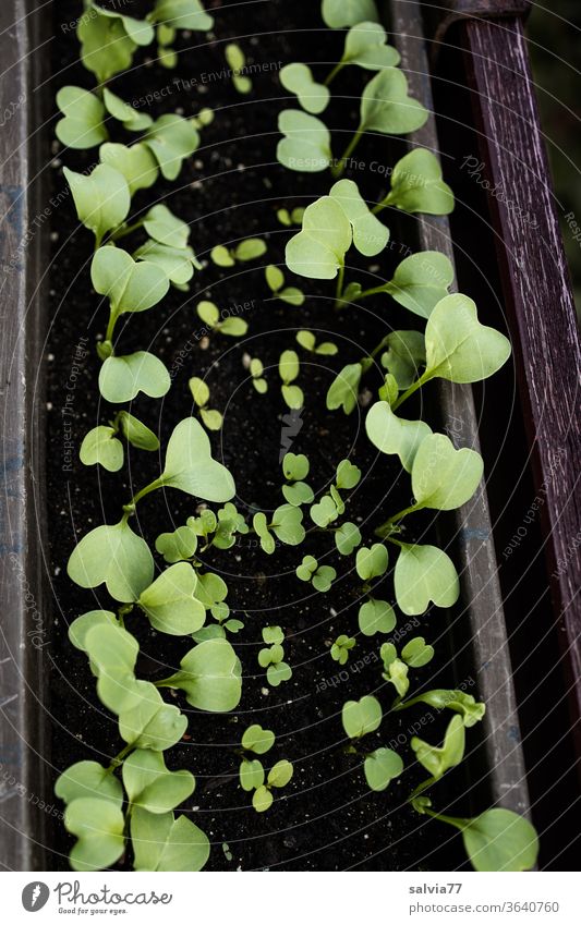 Raising radishes in a flower box Radish Lettuce plants rearing wax Seedlings Window box Balcony Fresh Nature Vegetable Nutrition green Healthy Organic produce