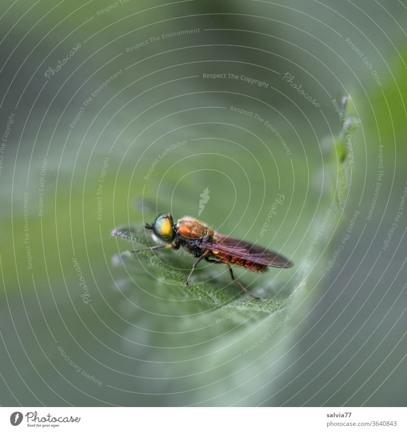 golden fly Nature Fly Insect Leaf Macro (Extreme close-up) Grand piano serrated Structures and shapes Plant Compound eye Animal portrait Sit