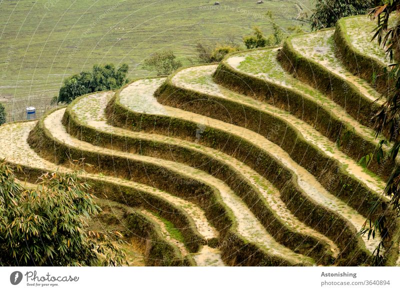 Rice terraces in Sapa, Vietnam Rice Terraces rice terrace sapa terraced Agriculture green Nature Landscape Field Paddy field Colour photo Asia Exterior shot