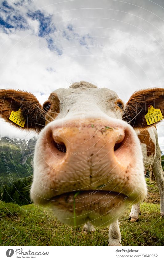 Distanceless cow in St. Moritz Sunbeam Day Light Exterior shot Alps Nature Nature reserve Effort Environment Hiking Mountain Beginning Brave Colour photo