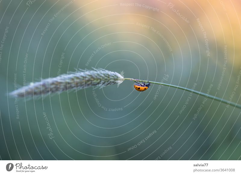 Ladybird climbs down the blade of grass Seven-spot ladybird Nature Climbing Crawl Meadow foxtail Blade of grass Insect Colour photo luck Plant Animal