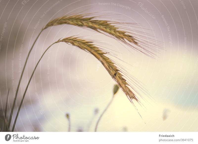 Two lonely ears of grain Grain Minimalistic Summer evening Nature Exterior shot Light Sky Clouds Colour photo Landscape Detail Close-up Deserted Plant