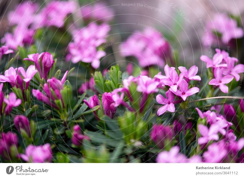 Tiny, delicate pink Daphne flowers bloom in springtime. daphne Flower Floral flowering purple Green Nature Spring Summer detail closeup macro Color colorful