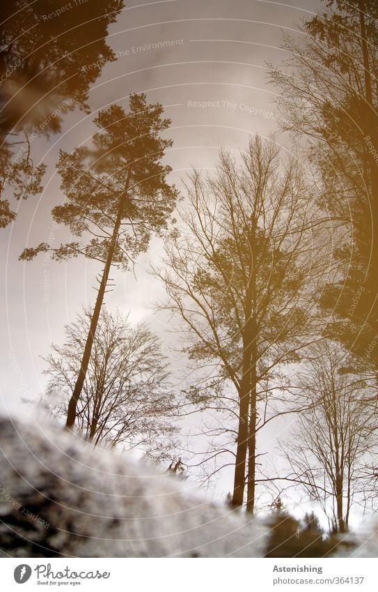 trees Environment Nature Landscape Plant Water Sky Clouds Summer Weather Bad weather Rain Tree Forest Wood Stand Tall Wet Brown Puddle Reflection Woodground