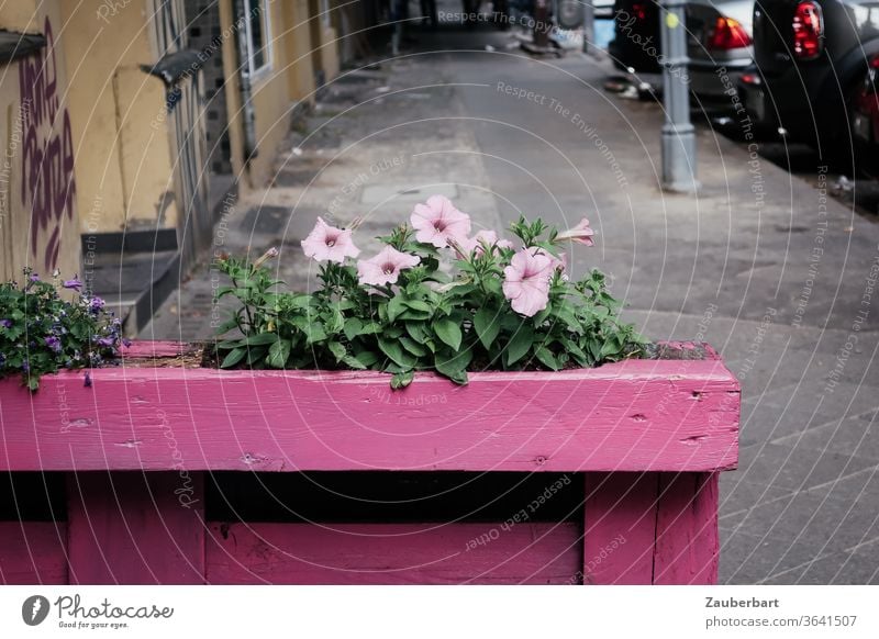 Pink flower in pink flower box from Holzkirchen on a street in Neukölln flowers Window box flower tub Street off Lanes & trails Sidewalk Town beautification