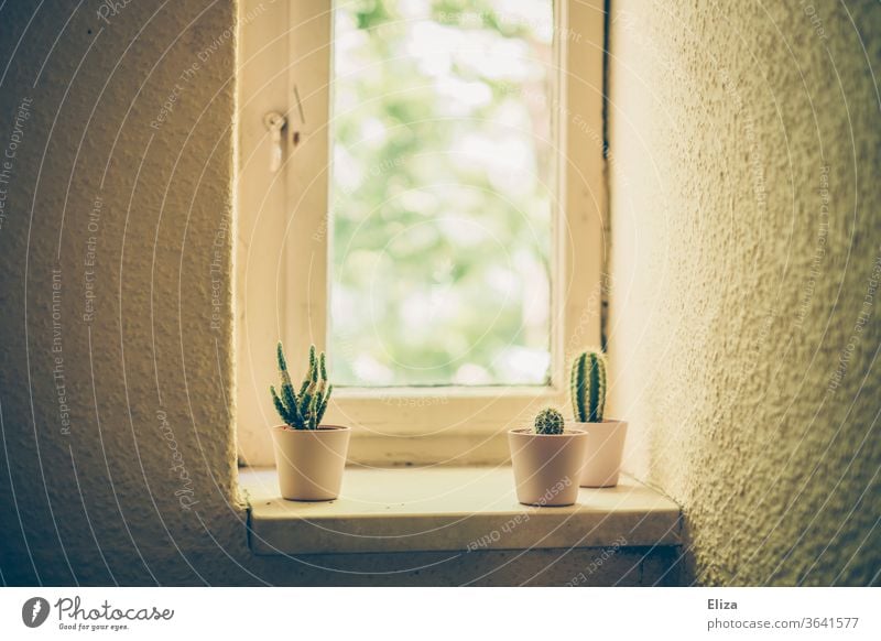 3 small cacti on the windowsill of an old building flat Window board Period apartment Retro Small Old building plants Gloomy Cloister window Wall (building)