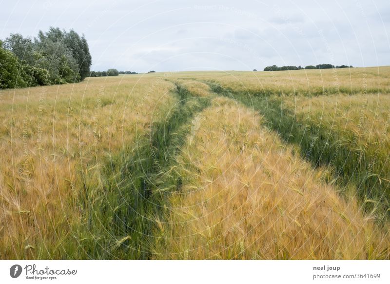 Cornfield, immature, horizon, track Nature Agriculture Field Barley early trace Clouds Bad weather Horizon wide Perspective Yellow green Grain Sky Environment