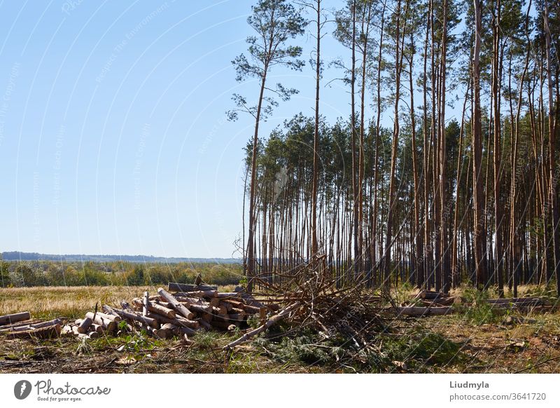 Stacks of firewood in the sawmill. Pile of firewood. Firewood background. Poor woods are on the background. Ecological and environmental problems business