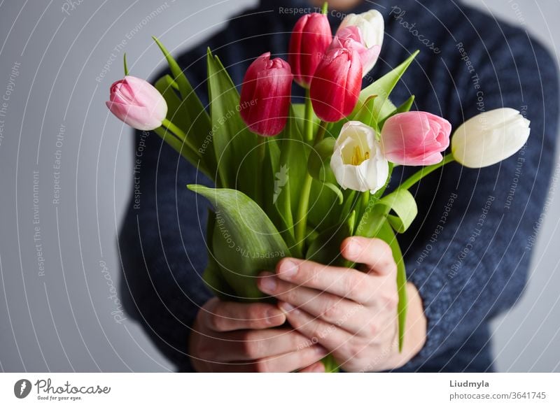 Male holding bunch of tulips. Colorful tulips in man's hands. Studio light. Soft focus. Spring flowers, pink, white and tulips in hands. Easter, Birthday, Mother's, Women's, Wedding Day concept.