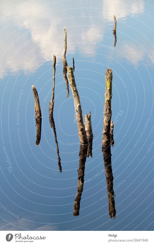 bizarre formations - remains of dead trees protrude from a moor lake and are reflected in the blue sky with clouds | symmetry Bog Moor lake branches Bizarre