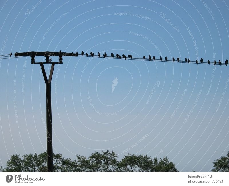 favourite place Bird Electricity pylon Afternoon Multiple beeches Blue sky Many