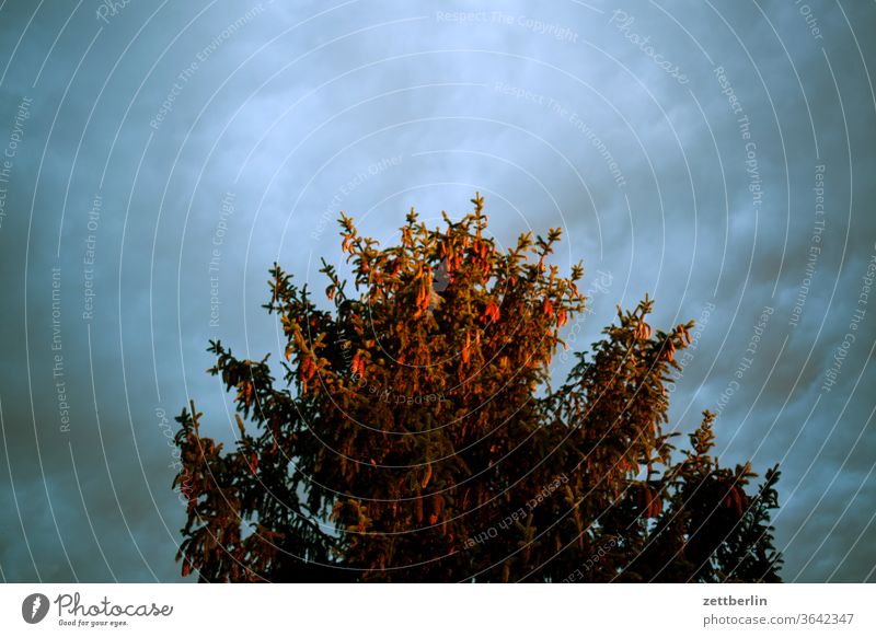 Spruce in the evening light Spruce cone Jawbone Pine cone Cone tree Coniferous trees Christmas tree christmas tree Advent Sky cloud Rain Weather intaglio Storm