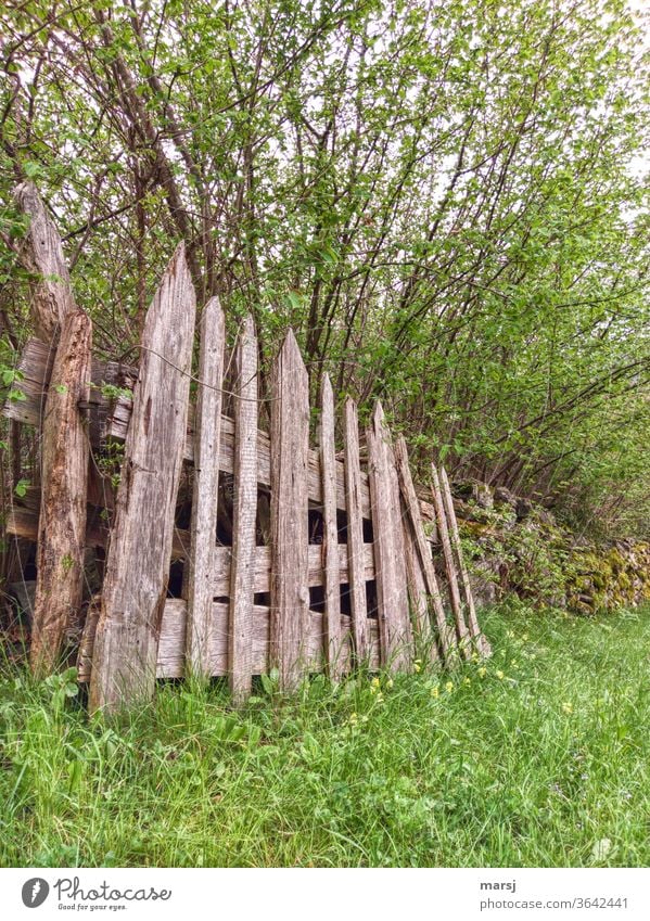 Old and disused wooden gate leaning against a stone wall Gate Fence Meadow Grass Willow tree shrubby Weathered Useless Agriculture green Point wooden slats