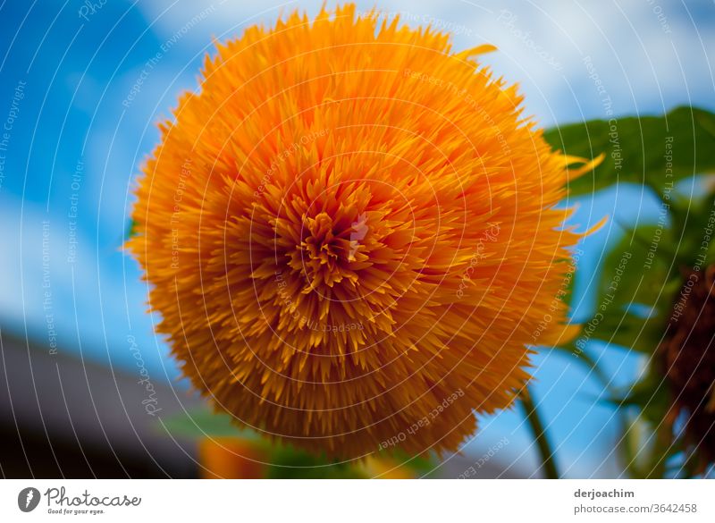 A Large Flower - Flower. A fence-eye " Helianthus ", is a plant species from the genus of sunflowers, in the family of composite plants ( Asteraceae ).