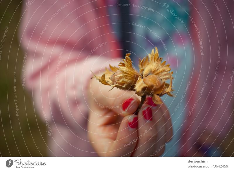 A girls hand with red fingernails shows a brown found hazelnut with outer shell. Hazelnut Nature Colour photo Brown Autumn Nut Food Close-up Nutrition