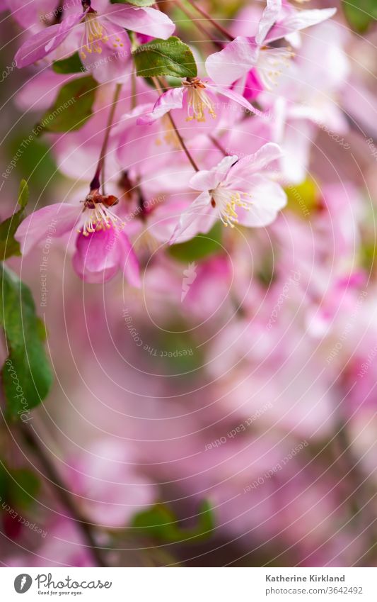 Pink Apple Blossoms apple Spring springtime Flower Floral pink Nature Natural tree closeup macro Color colorful copy space horizontal horticulture Garden