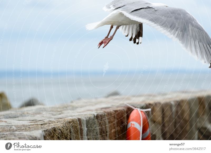 A starting seagull on the Sassnitz pier |that's where I take off (also sometimes) - photo no.1000 Seagull departure Bird Sky Flying Ocean Blue Grand piano Beach