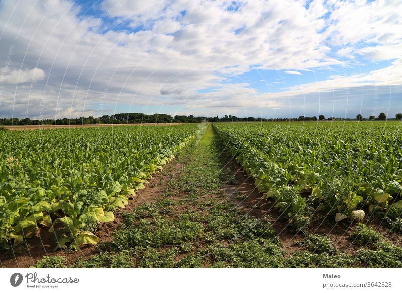 Green tobacco plants on a field in Germany plantation green leaf agriculture nature cigar growing harvest nicotine bloom cigarette nicotiana farm organic