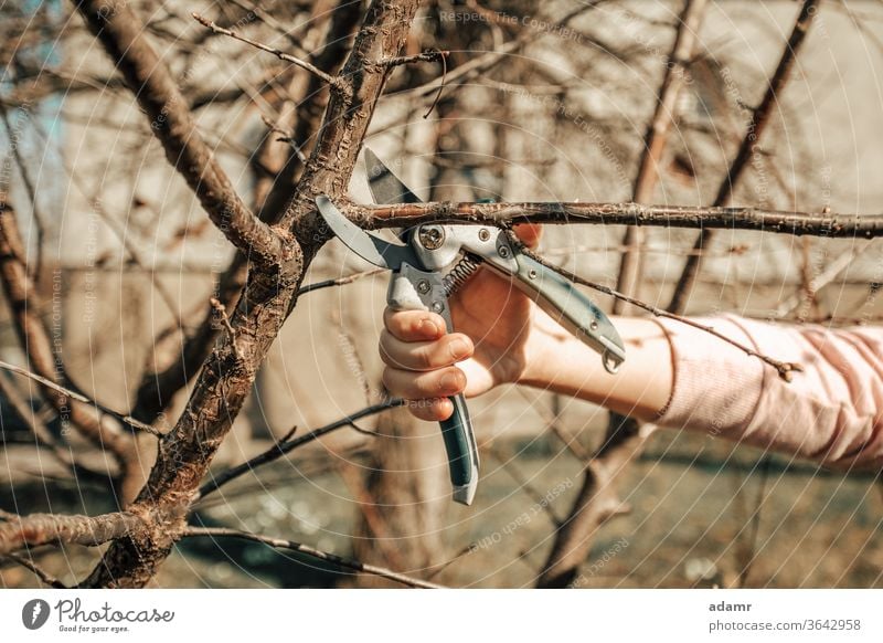 Pruning fruit tree - Cutting Branches at spring cutting pruning garden women tool hands gardening branch prune trimming Agriculture gardener work growth plant