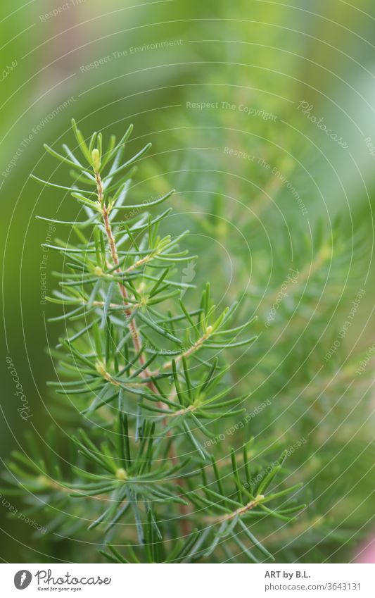 Branch of pine young shoots Jawbone Twig pine branch green Forest Garden Nature needles fir needles Instinct youthful